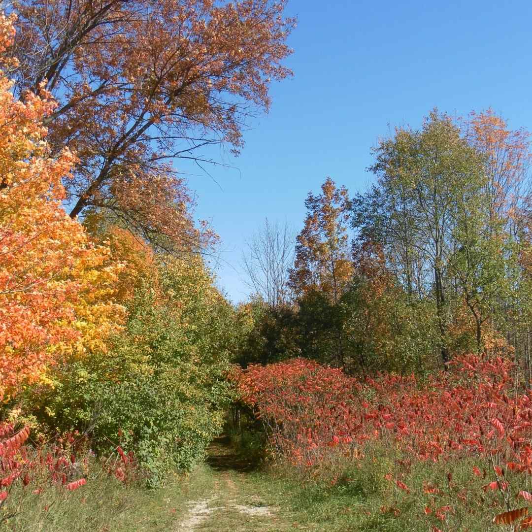 Fall colours at KLT's Ingleton-Wells Property