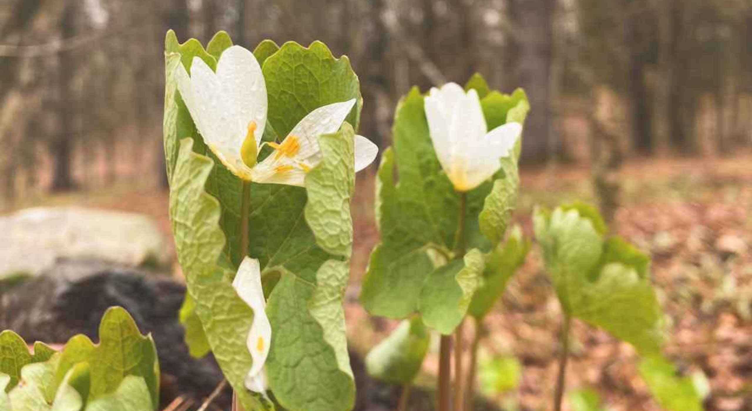 Bloodroot spring ephemeral in North Kawartha