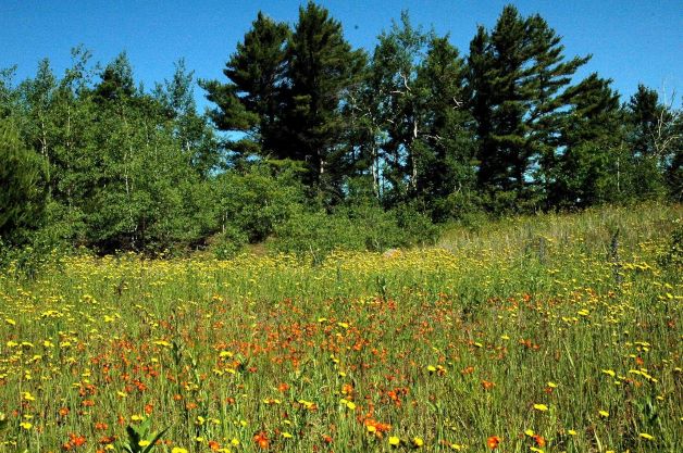 Tallgrass Prairie at KLT's Ballyduff Trails.