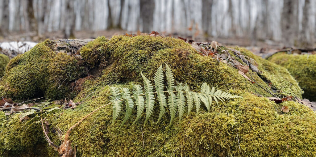Christie Bentham Wetland Fern