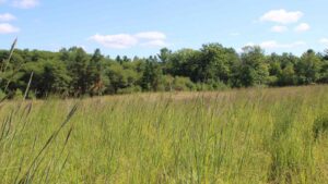Kawartha Land Trust Ballyduff Trails tallgrass prairie in summertime