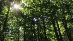 Sun shining through tree canopy at Kawartha Land Trust's Pipers' Woods