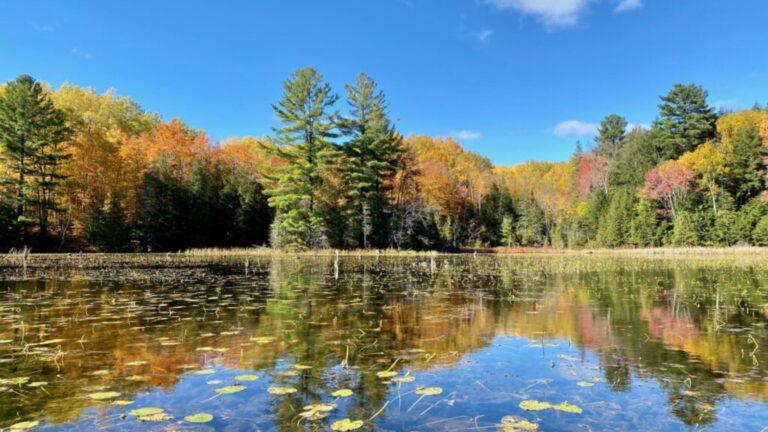 Natural shoreline and wetland at KLT's Christie Bentham Wetland near Burleigh Falls