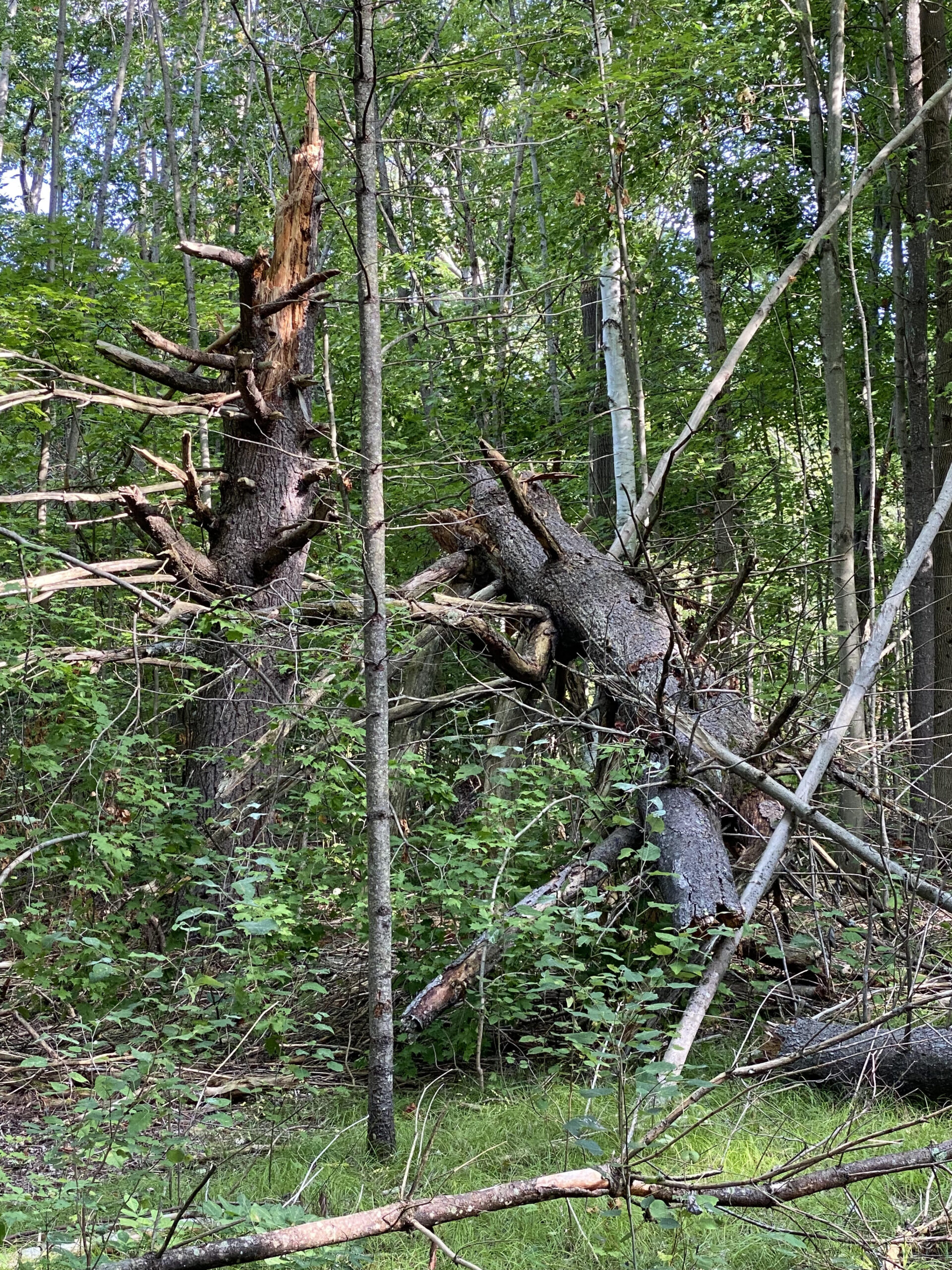 Wind-damaged pine