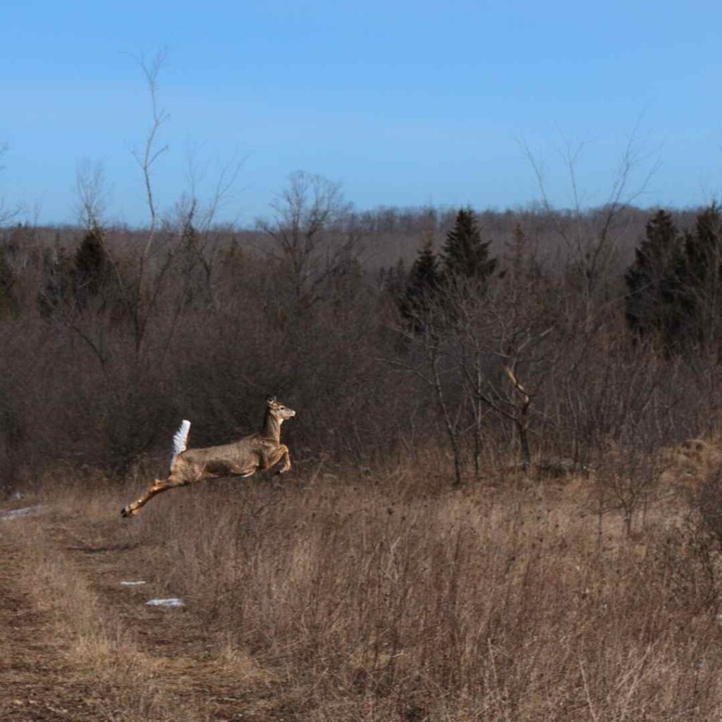 Deer jumping away at Cation Wildlife Preserve