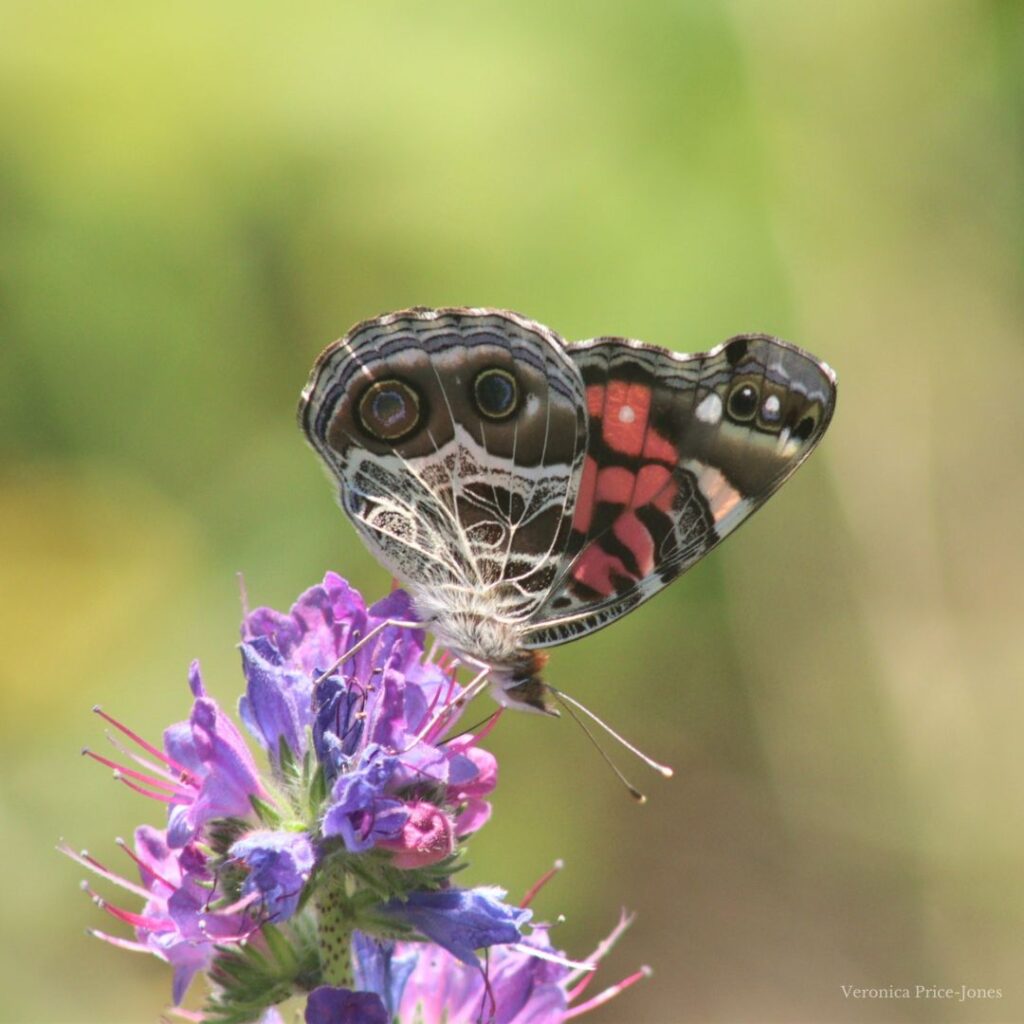American Lady butterfly on Big (Boyd/Chiminis) Island by Veronica Price-Jones
