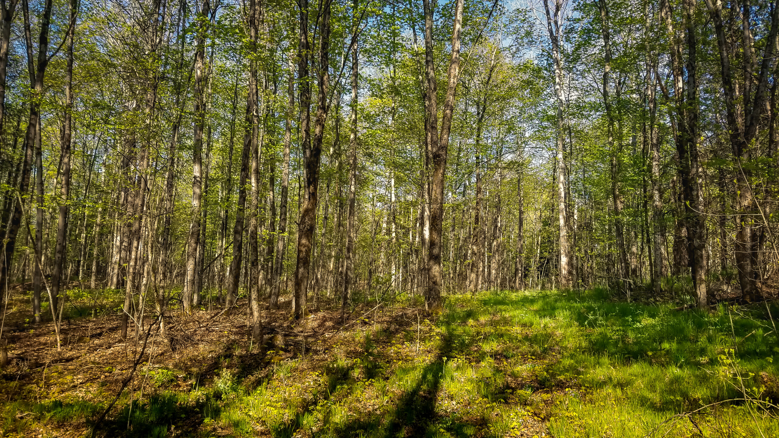 Kawartha Land Trust's Wootton-Kirk property