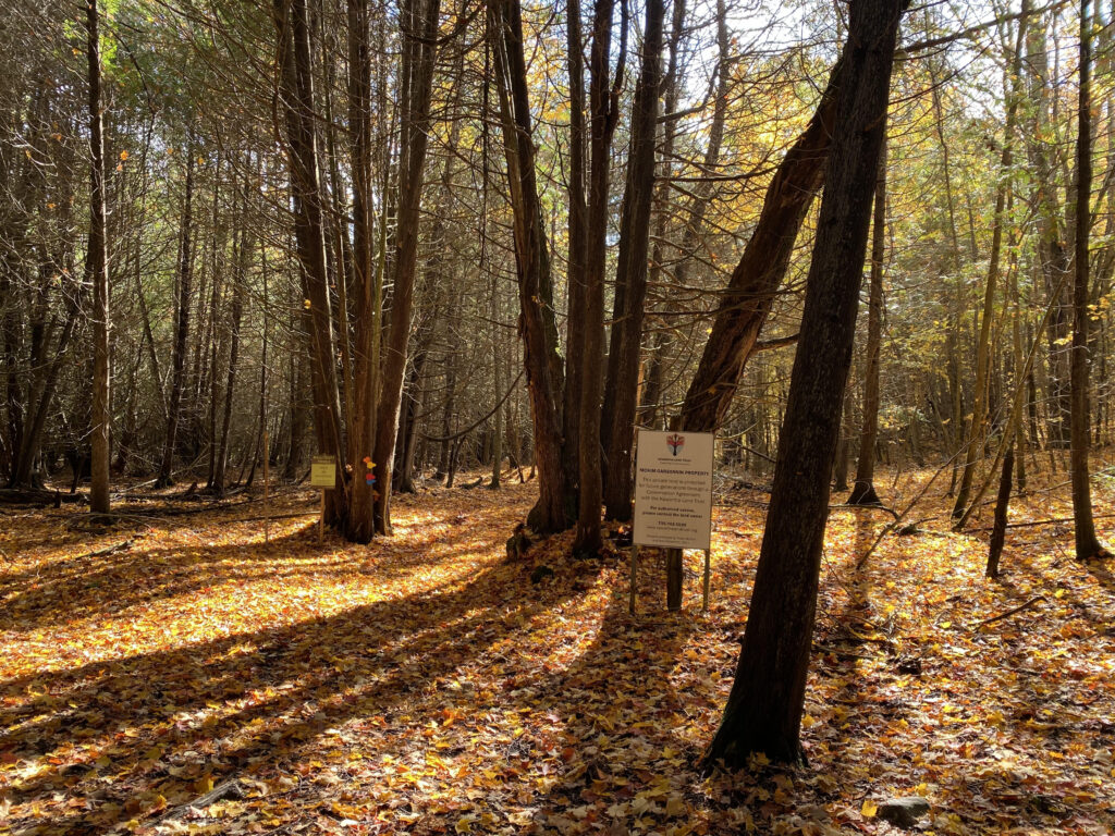 Cedar forest at Kawartha Land Trust's Ballyduff Trails in Kawartha Lakes - the Back 40