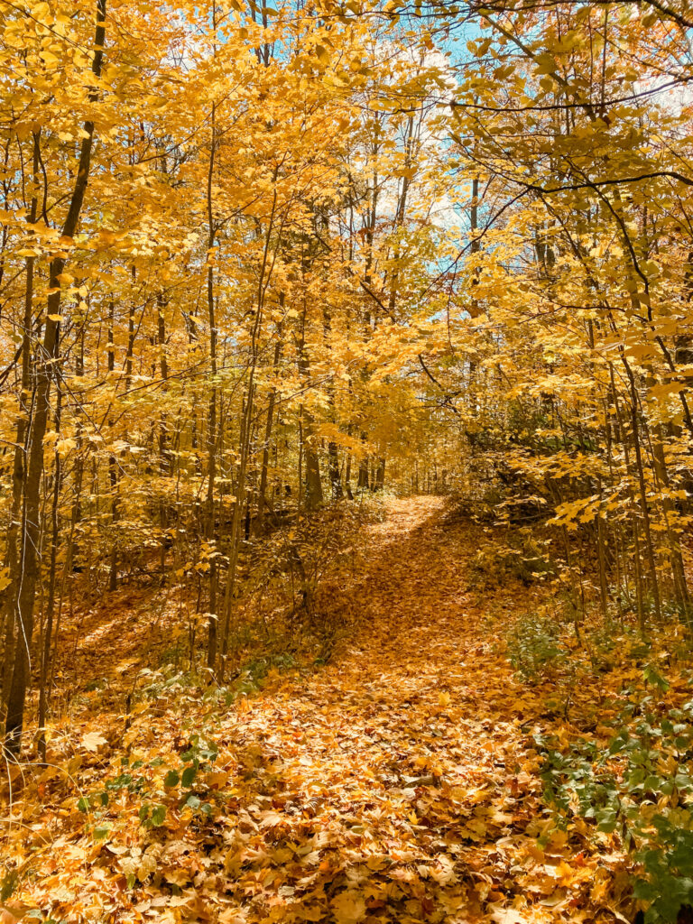 Bright yellow fall colours on trail at Kawartha Land Trust's Ballyduff Trails in Kawartha Lakes