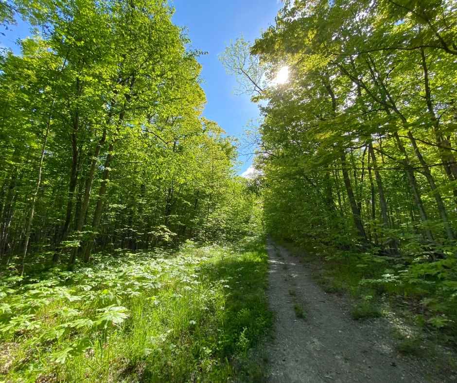 Public hiking trail Trail through meadow at John Earle Chase Memorial Park in Trent Lakes. Summer.