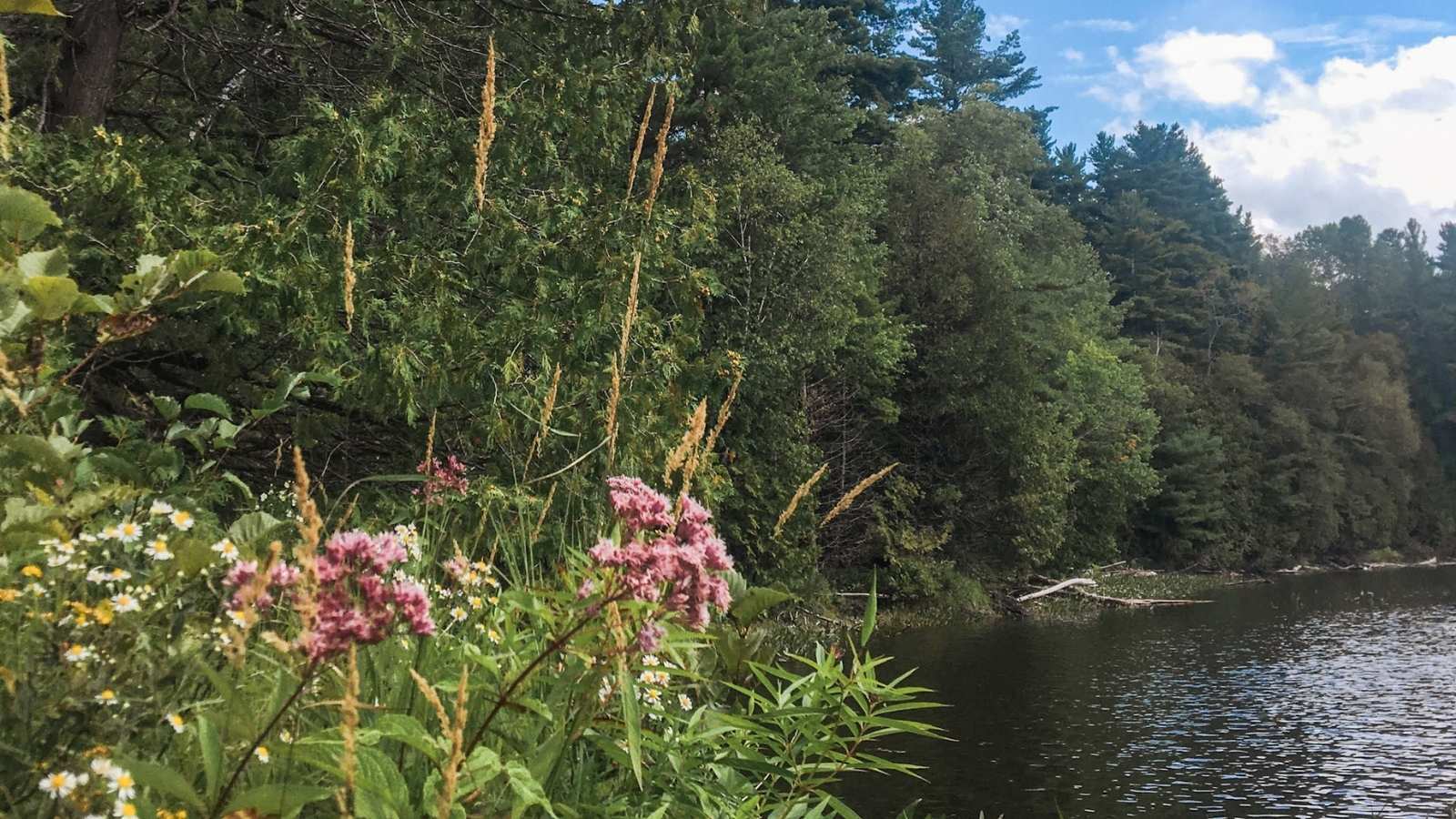 Shoreline at Morton Nature Sanctuary