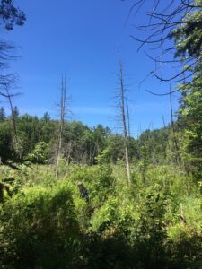 Site visit at Kawartha Land Trust's Nogies Creek Wetland property. Photo Thom Unrau