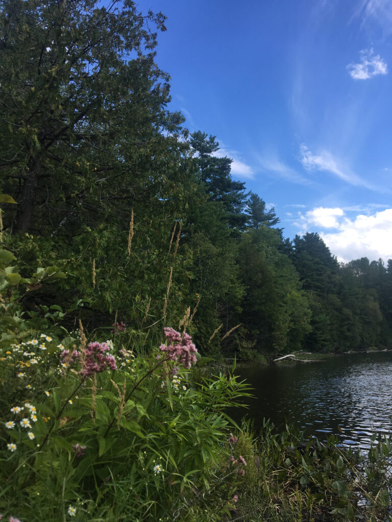 Summer shoreline at Morton Nature Sanctuary. Photo by Thom Unrau