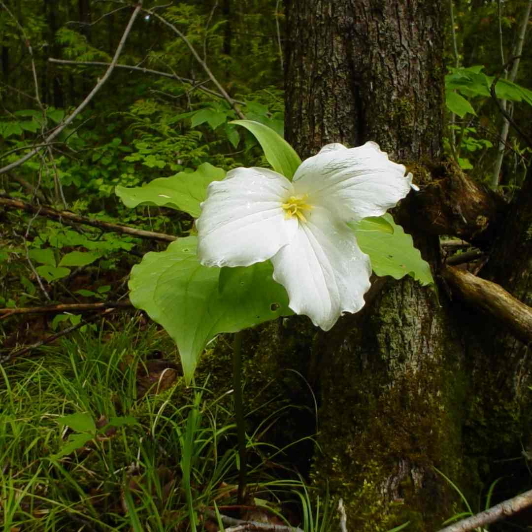 White Trillium Kawartha Land Trust's Pipers' Woods