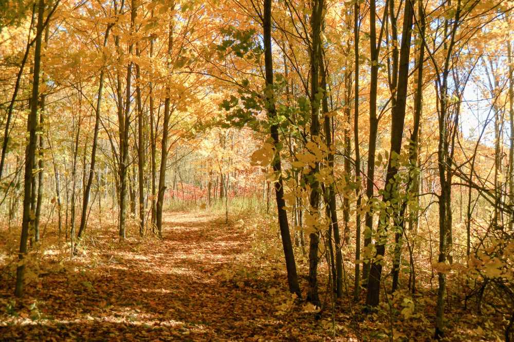 Beautiful fall view at Kawartha Land Trust's Ingleton-Wells property