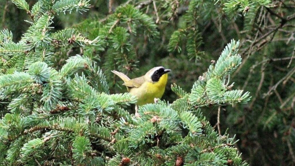 Common Yellow-Throat photo by Veronica Price-Jones