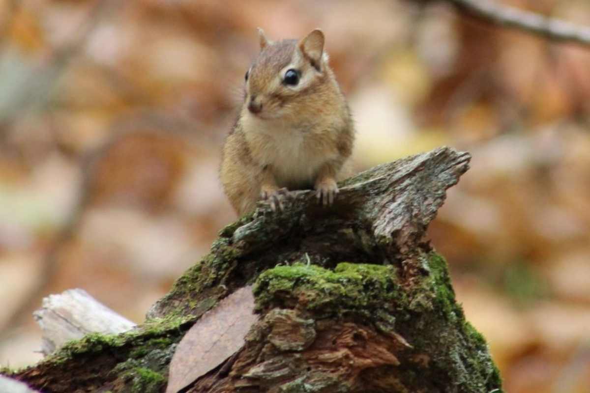 Chipmunk at John Earle Chase Memorial Park at Gannon's Narrows in Trent Lakes