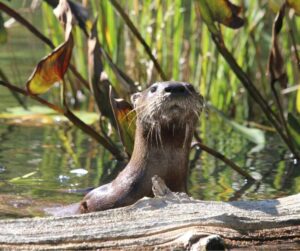 River Otter Photo Hayden Wilson