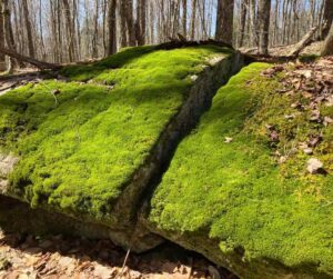 Moss on boulders at Kawartha Land Trust's Keppler Nature Sanctuary