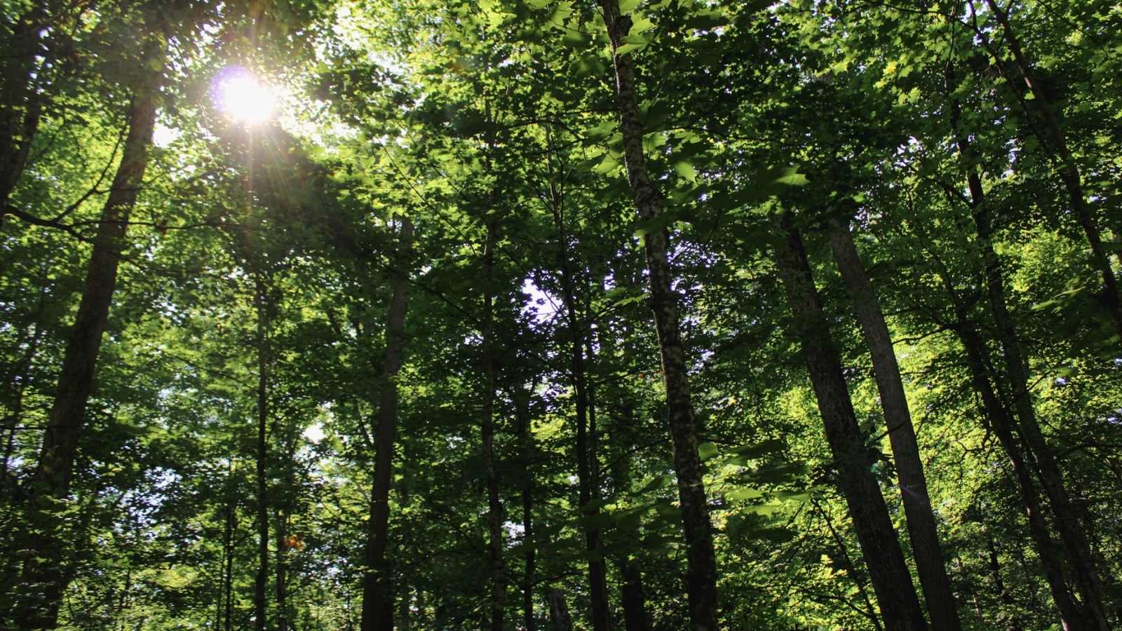 Canopy view at Kawartha Land Trust's Pipers' Woods