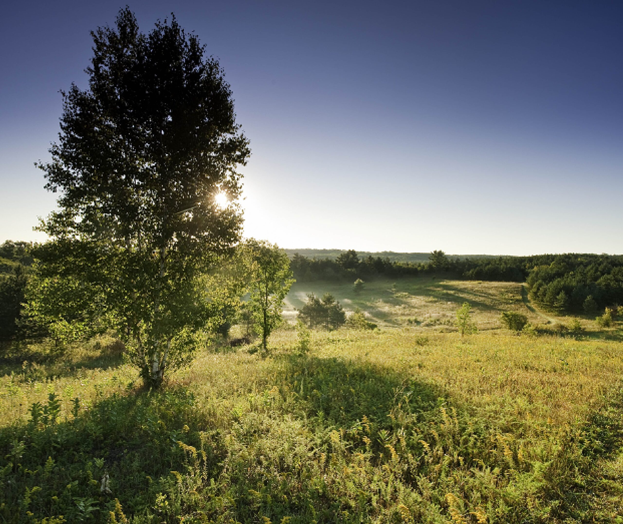 Dawn meadow at Kawartha Land Trust's Ballyduff Trails near Pontypool, Kawartha Lakes