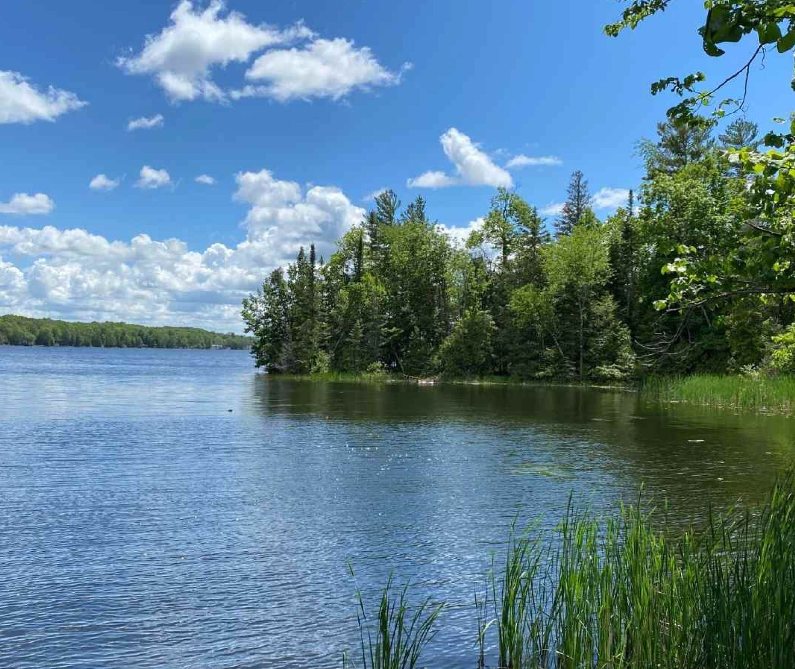 Natural shoreline of Kawartha Land Trust's Big (Boyd/Chiminis) Island in Pigeon Lake in Kawartha Lakes