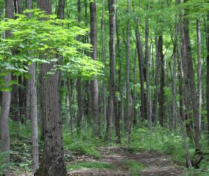 KLT protected land