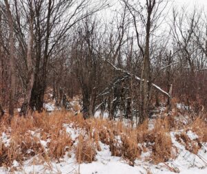 Kawartha Land Trust's Nogie's Creek Property in winter