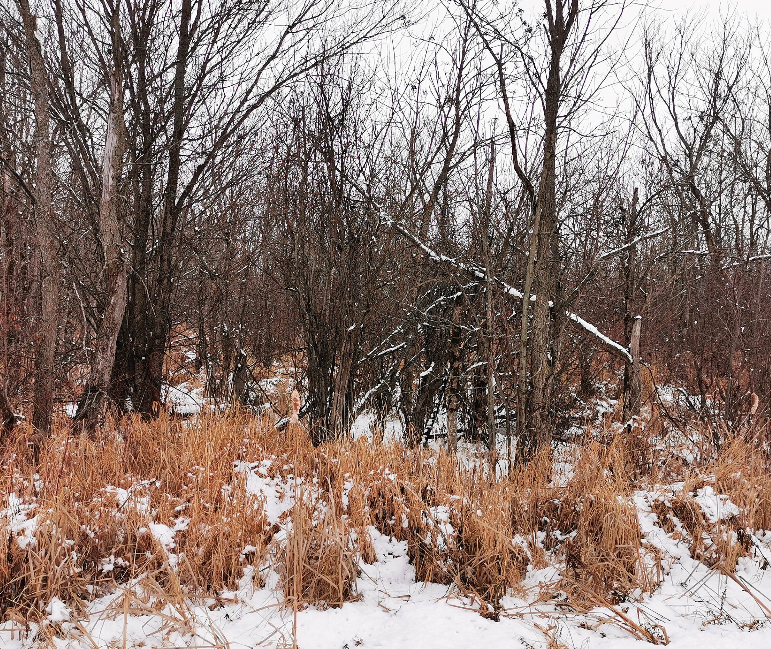 Kawartha Land Trust's Nogie's Creek Property in winter