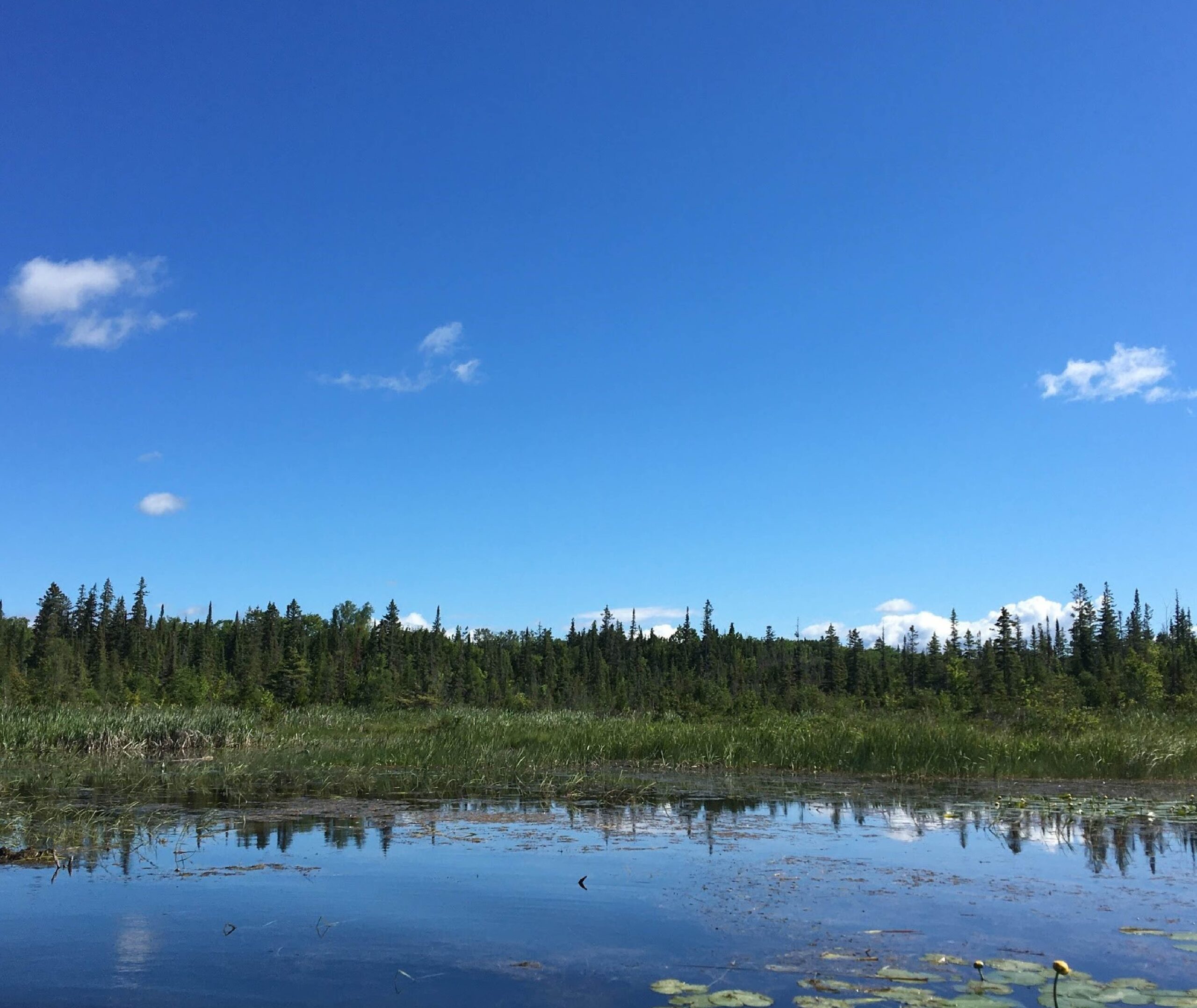 Shoreline of DeNure Conservation Easement Agreement on Balsam Lake in Kawartha Lakes