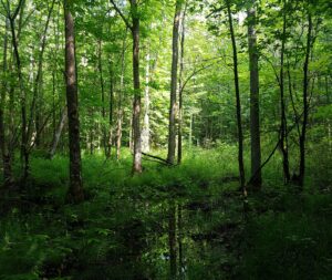 Kawartha Land Trust's Fell Wetland property in Summer