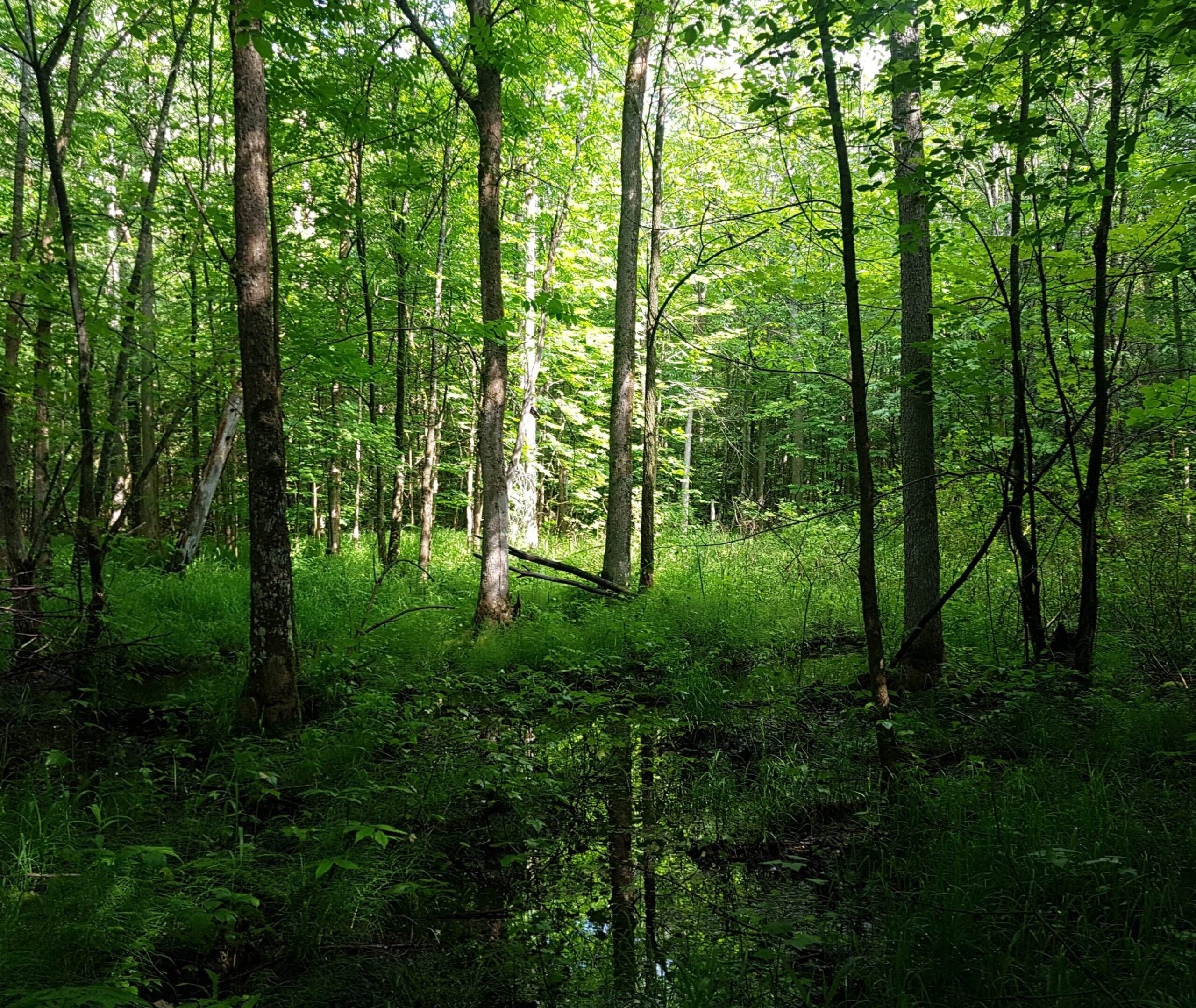 Kawartha Land Trust's Fell Wetland property in Summer