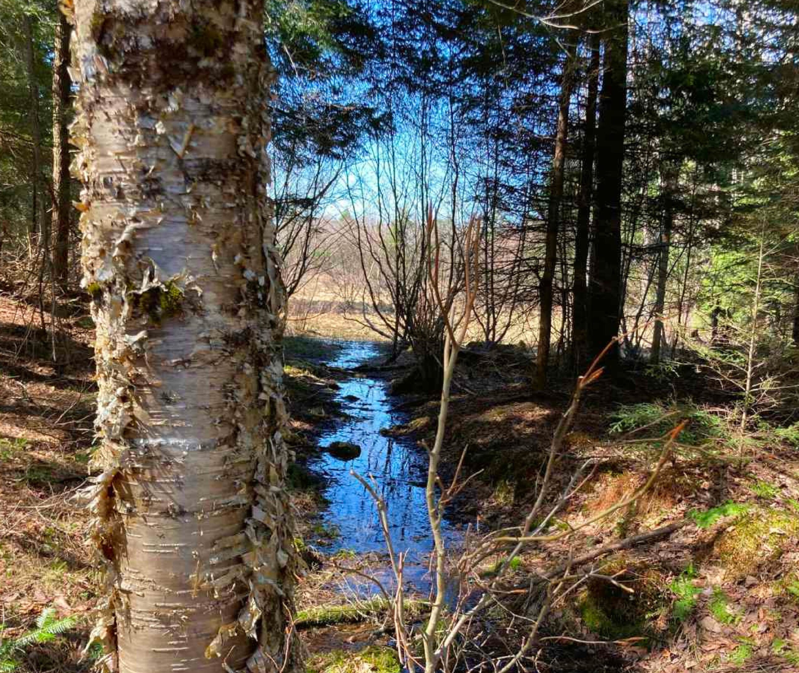 Golden birch and stream at Kawartha Land Trust's Keppler Nature Sanctuary