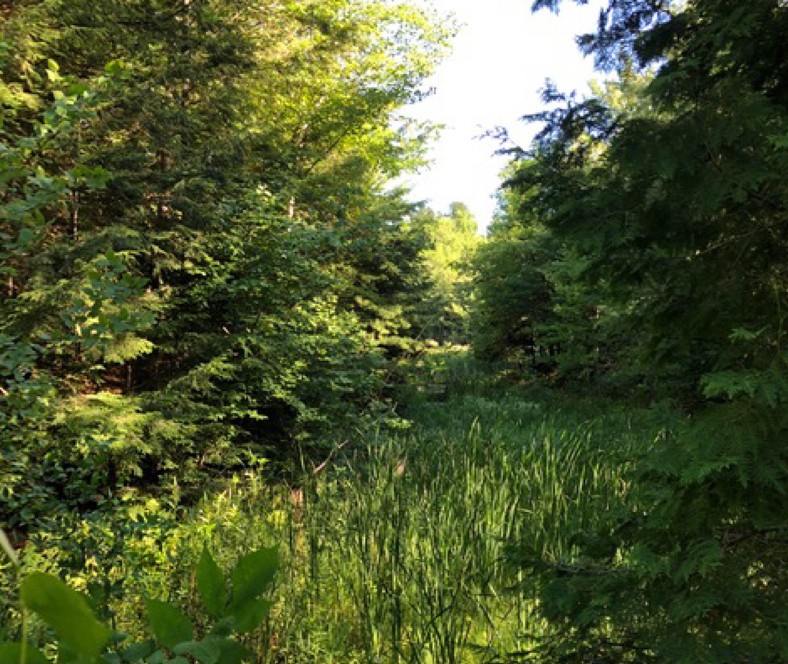 Kawartha Land Trust's McWilliams Family Property on Stony Lake