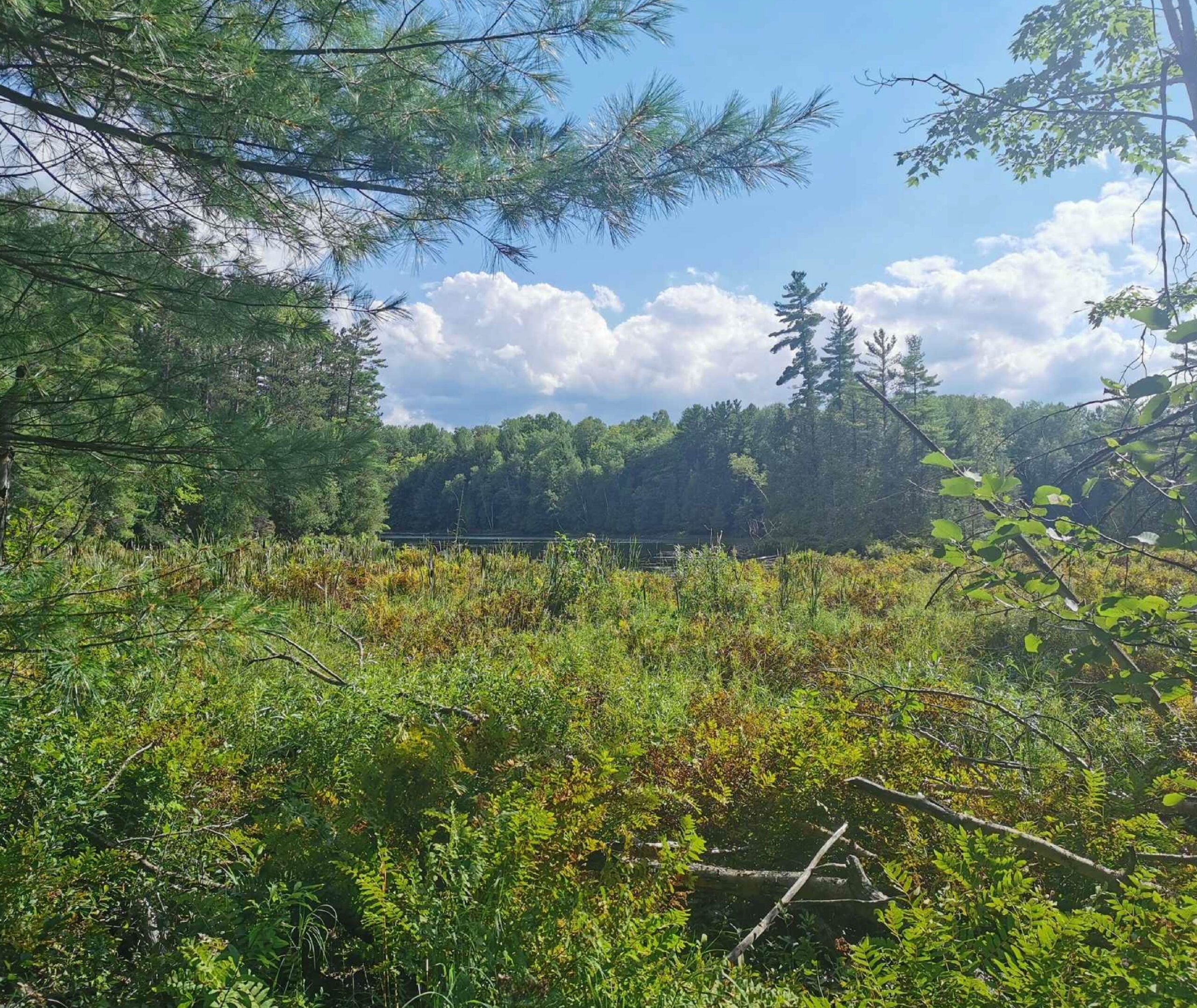 Kawartha Land Trust's Morton Nature Sanctuary