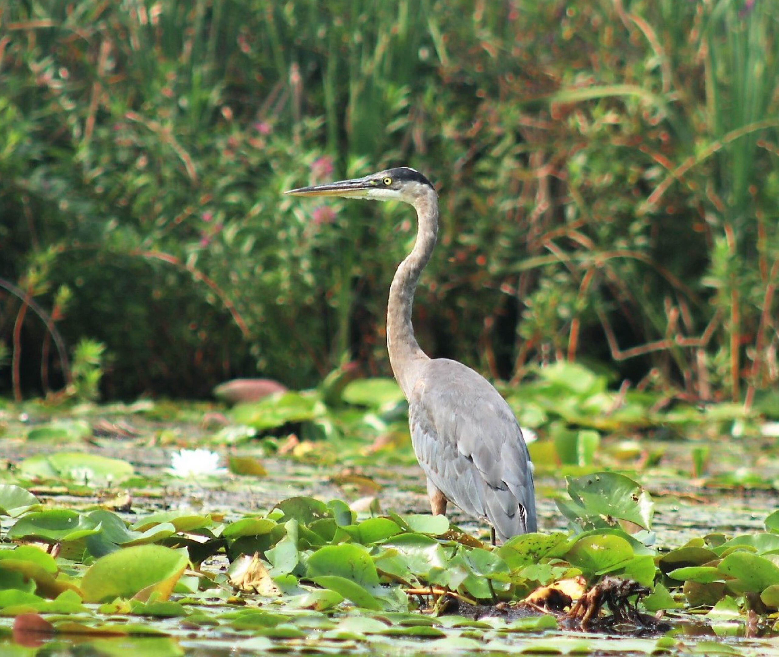 Great Blue Heron standing in wetland at Kawartha Land Trust's van Nostrand Property along Rice Lake. Photo by Veronica Price-Jones