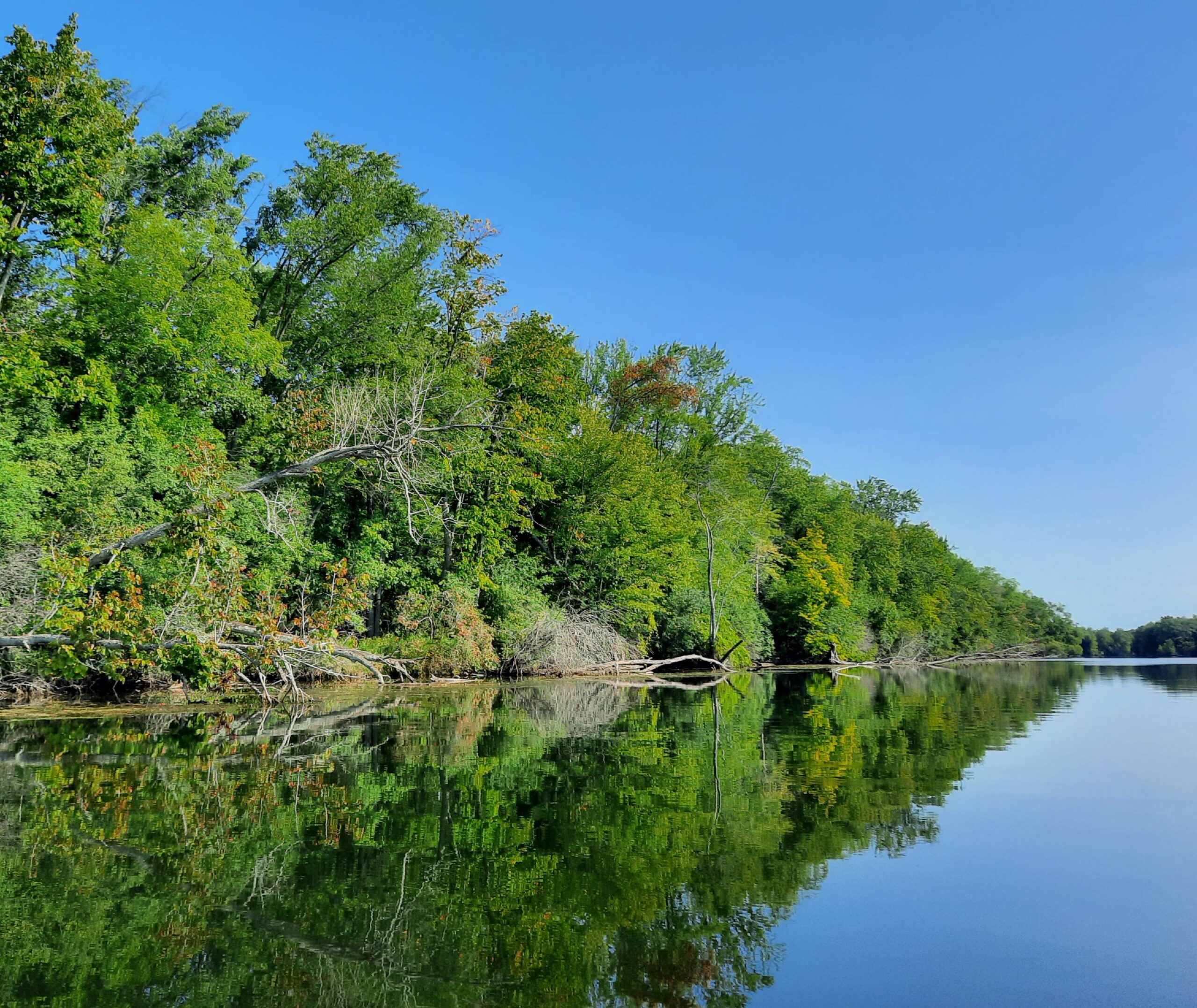 Natural shoreline on Kawartha Land Trust's Otonabee River Wetland property in summer