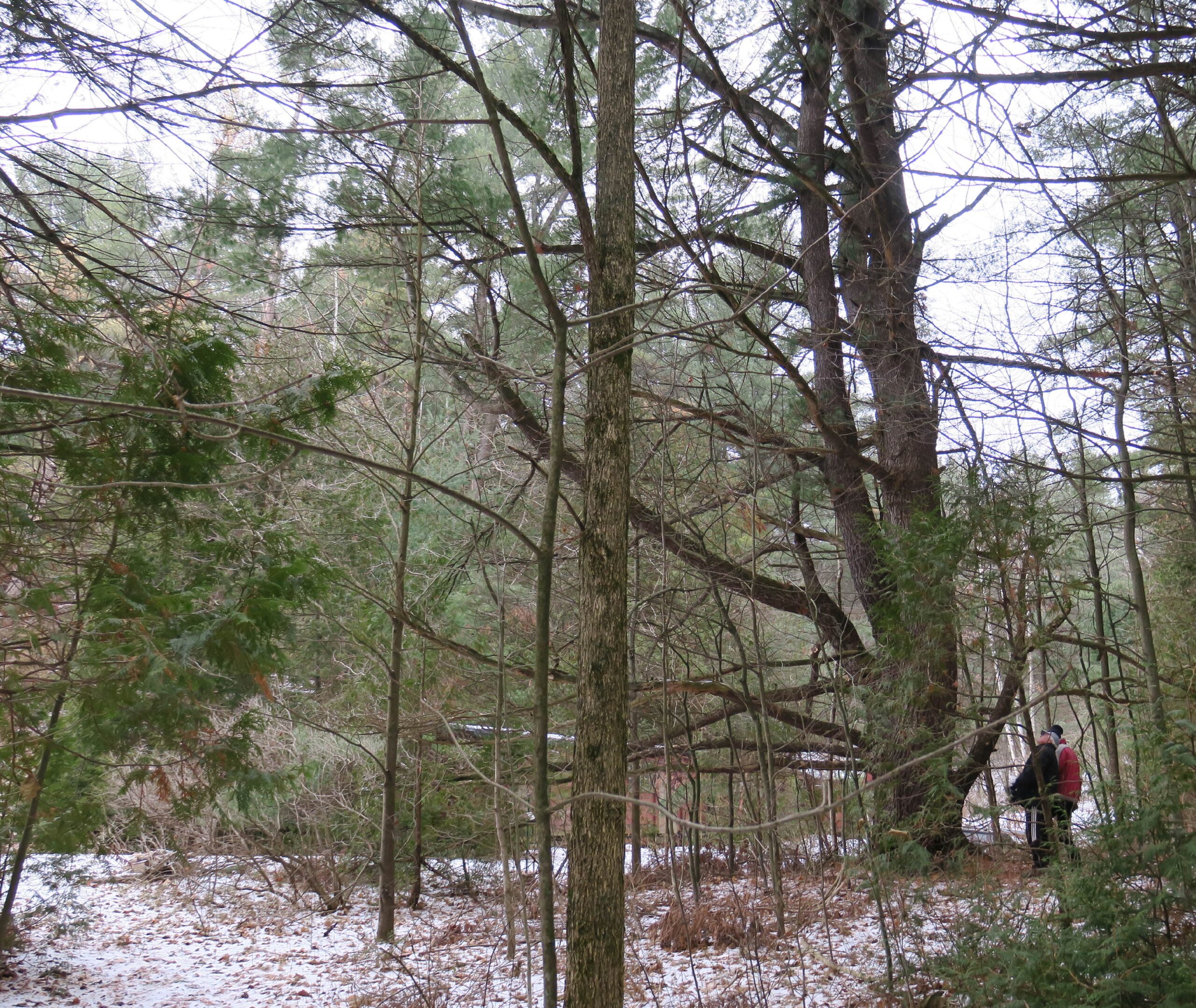 Forest at Kawartha Land Trust's Pine Ridge Conservation Easement Agreement