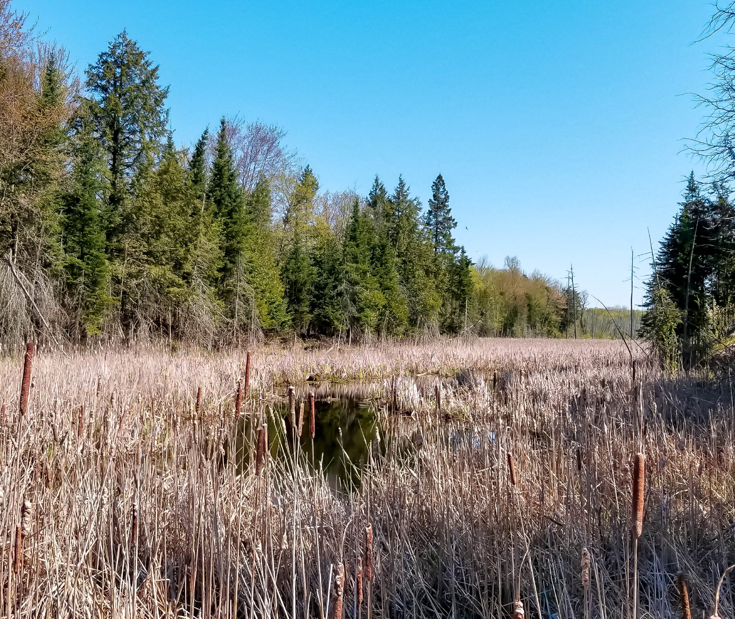 Kawartha Land Trust's Wootton-Kirk protected property in North Kawartha