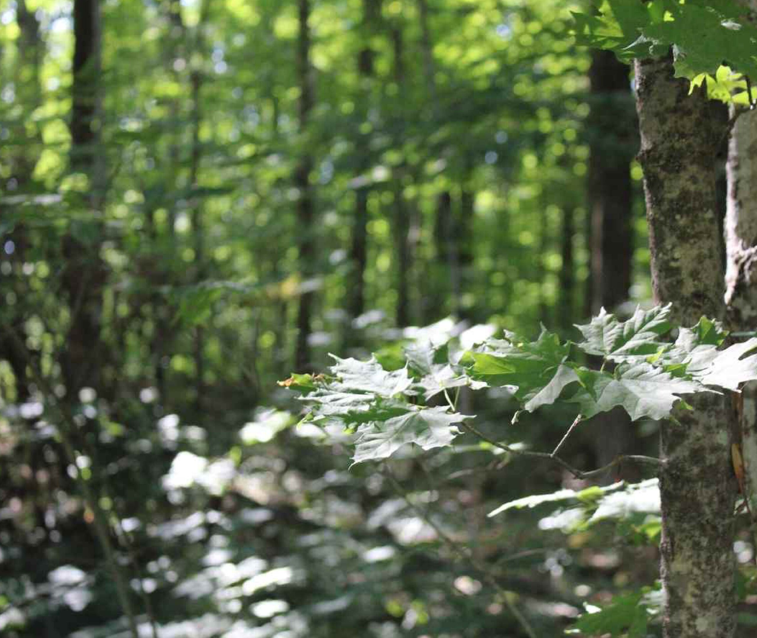 Maple leaves in summer at Kawartha Land Trust's Pipers' Woods property