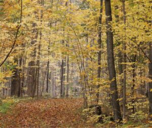 Hiking Trail at Parks Canada's John Earle Chase Memorial Park at Gannon's Narrows in Trent Lakes