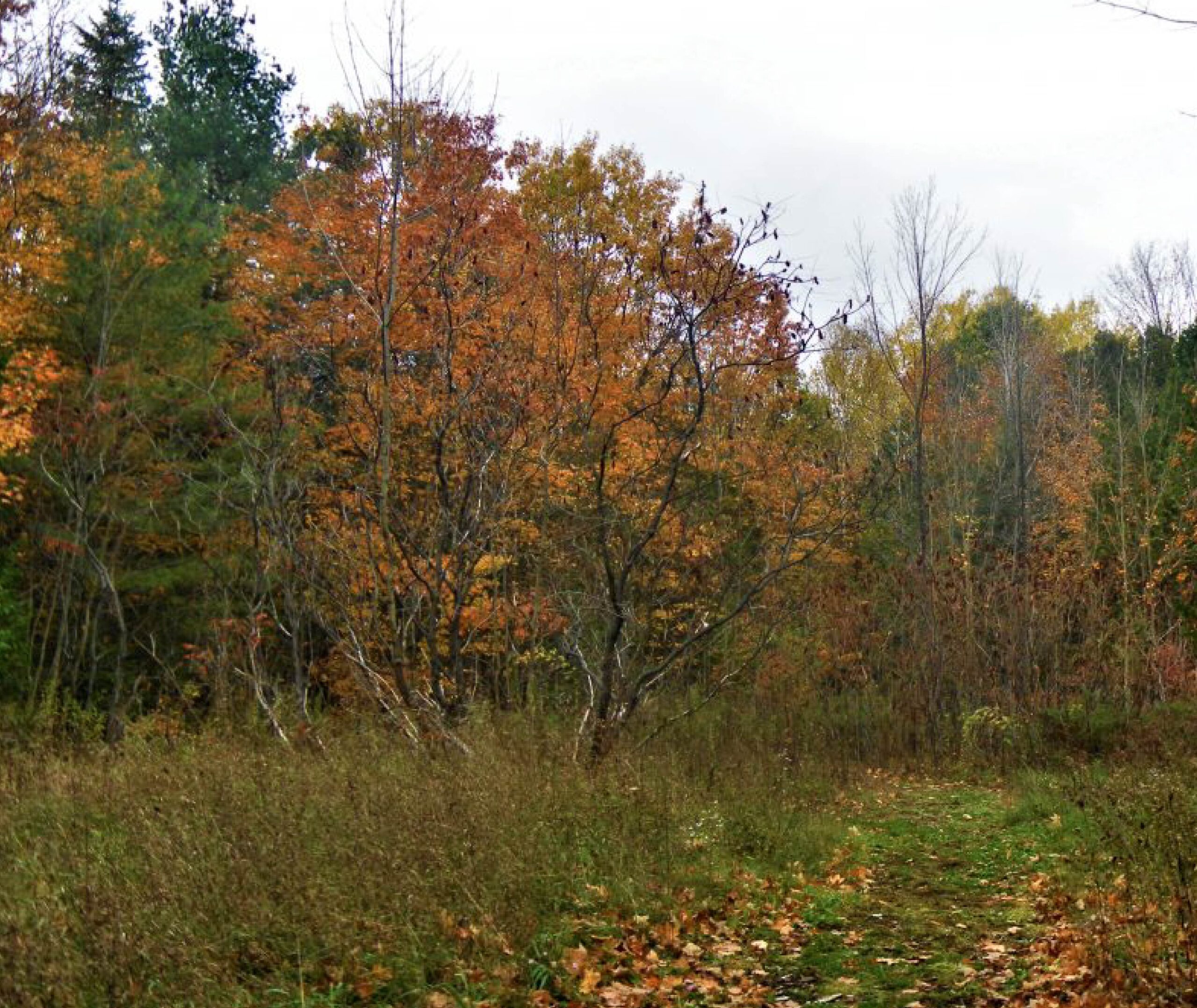 Kawartha Land Trust protected land