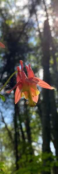 Red Columbine Wildflower at Kawartha Land Trust's Forbes Lane Property in Douro-Dummer