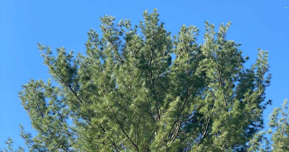 Mature Eastern White Pine at KLT's Ingleton-Wells Property