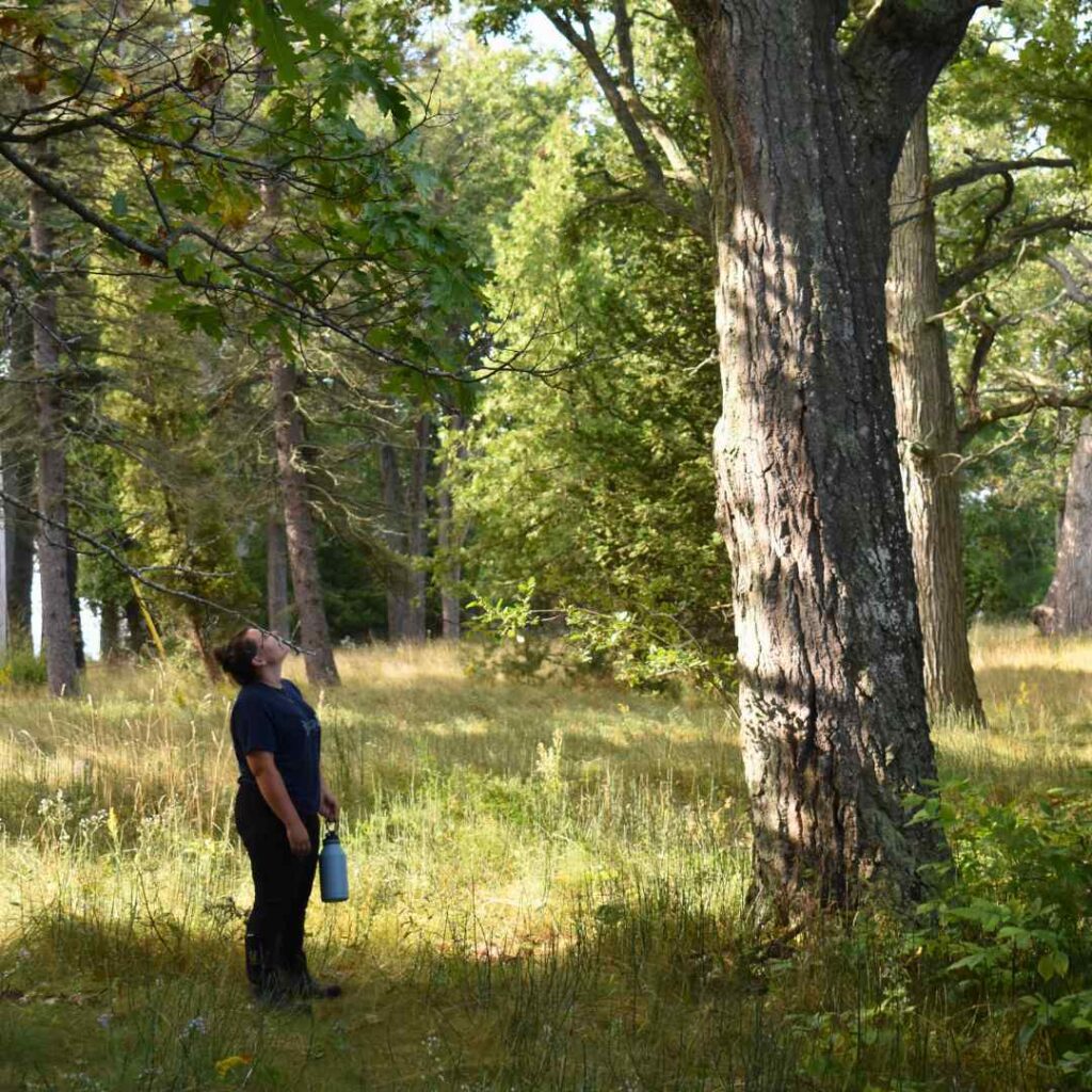 KLT staff looking at mature tree