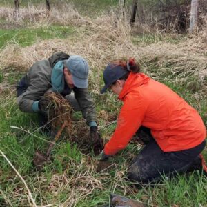 KLT staff member and volunteer planting trees