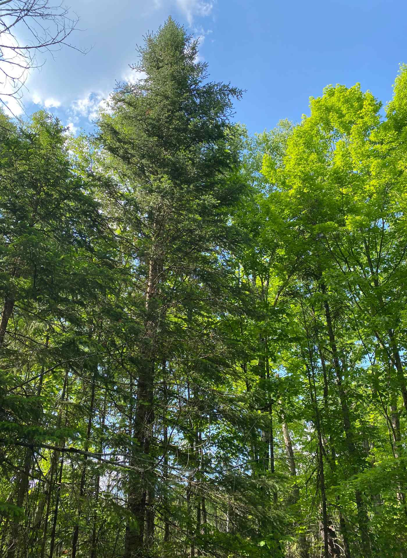 Summer forest with coniferous and deciduous trees