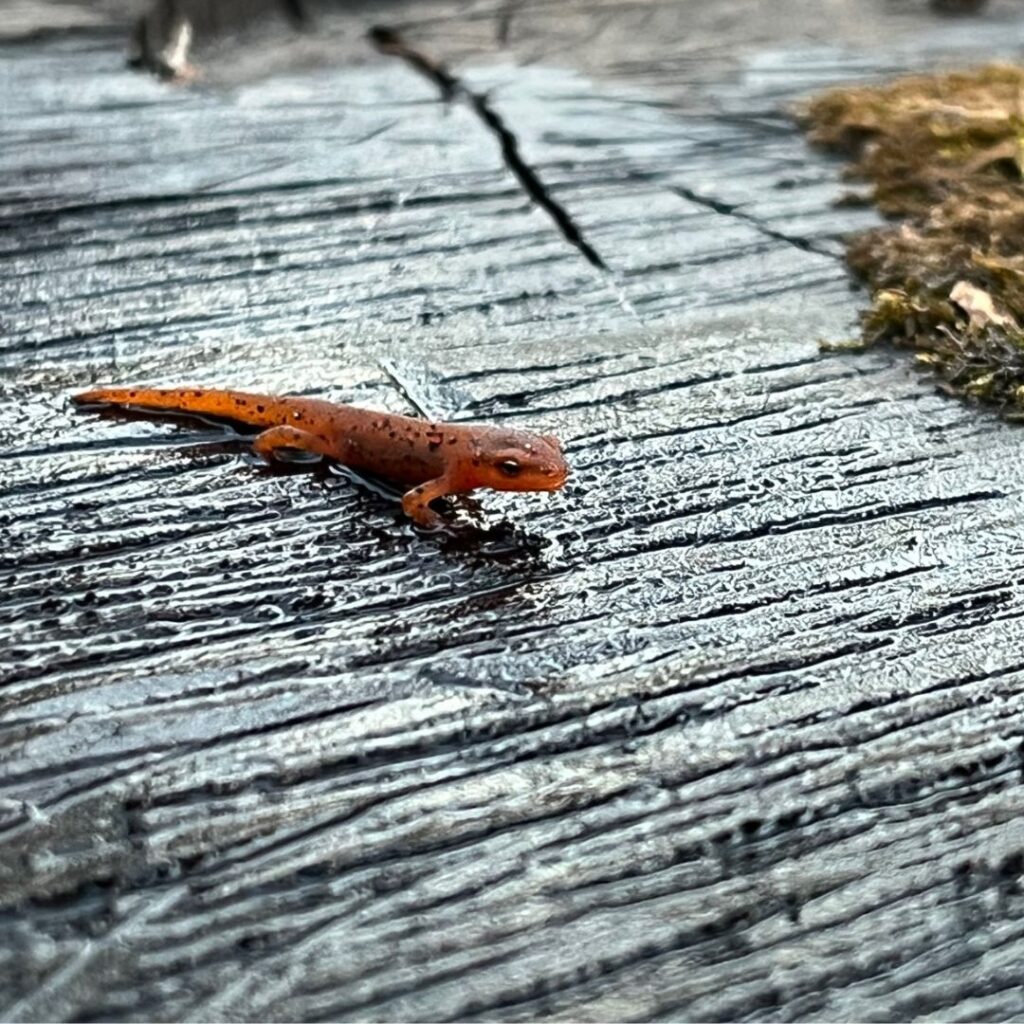 Red Eft (juvenile stage of Eastern Newt). Jordan MacDonald
