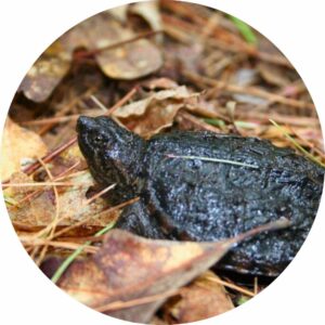 Snapping Turtle Hatchling at Jeffrey-Cowan Forest Preserve along Stoney Lake