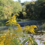 Goldenrod at Hammer Family Nature Preserve